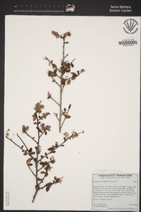 Ceanothus oliganthus image