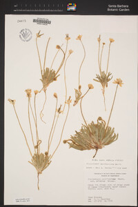 Platystemon californicus image