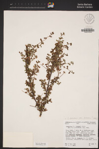 Ceanothus foliosus image