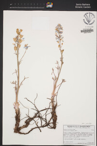 Delphinium parishii subsp. parishii image