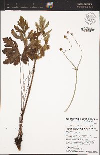 Sanicula hoffmannii image