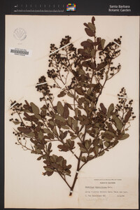 Ceanothus thyrsiflorus image