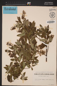 Ceanothus parryi image