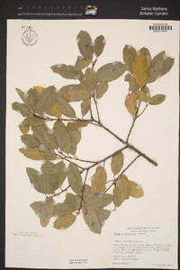 Rhamnus pirifolia image