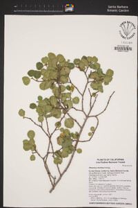 Rhamnus ilicifolia image