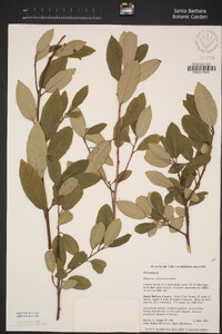 Frangula californica image