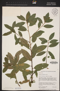 Frangula californica image