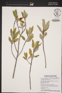 Frangula californica image