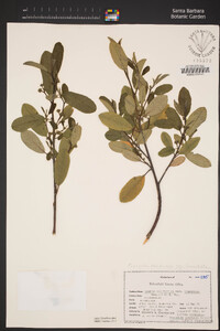 Frangula californica image