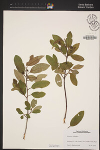 Frangula californica image