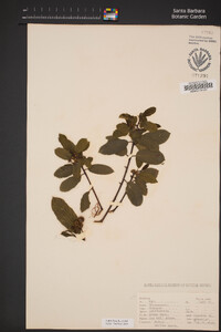 Frangula californica image