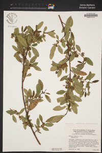 Frangula californica image