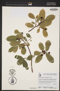 Frangula californica image