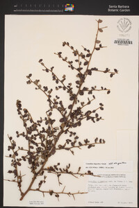 Ceanothus oliganthus var. oliganthus image