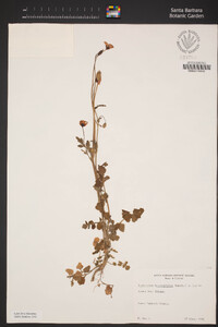 Papaver heterophyllum image