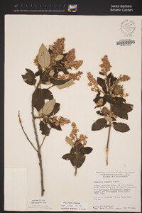 Ceanothus arboreus image