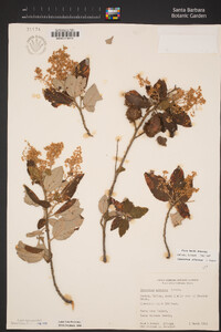 Ceanothus arboreus image