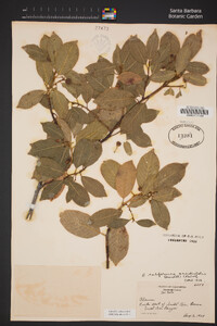 Frangula californica subsp. occidentalis image