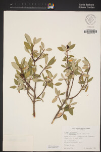 Frangula californica image