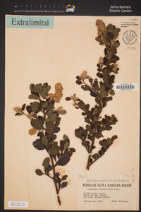 Ceanothus thyrsiflorus image