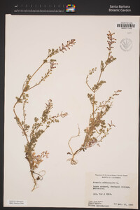 Fumaria officinalis image