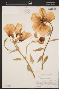 Romneya coulteri image