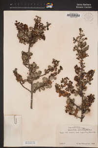 Ceanothus cuneatus image