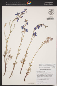 Delphinium parryi image