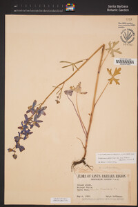 Delphinium parryi subsp. maritimum image