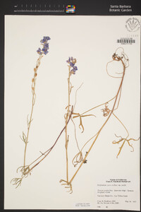 Delphinium parryi subsp. parryi image