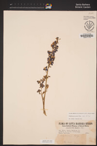 Delphinium parryi subsp. parryi image