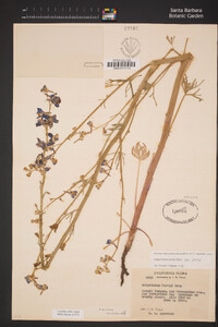 Delphinium parryi subsp. parryi image