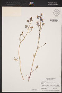 Delphinium parryi subsp. purpureum image