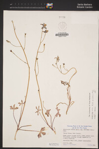 Delphinium patens image