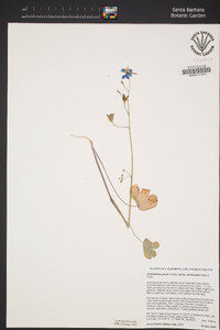 Delphinium patens image