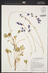 Delphinium uliginosum image