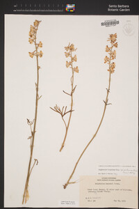 Delphinium hesperium subsp. pallescens image