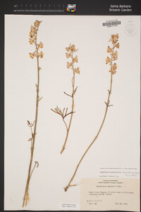 Delphinium hesperium image