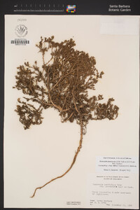 Deinandra increscens subsp. villosa image