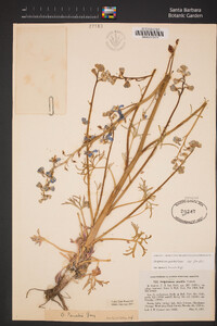 Delphinium parishii subsp. parishii image