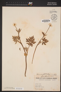 Ranunculus californicus var. californicus image