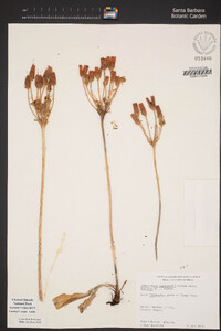 Primula clevelandii var. insularis image