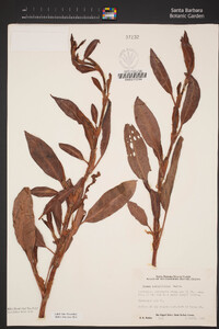 Rumex salicifolius image