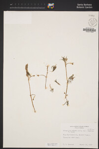 Ranunculus aquatilis var. diffusus image