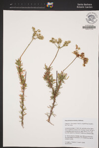 Eriogonum fasciculatum image