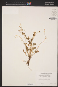 Ranunculus occidentalis image