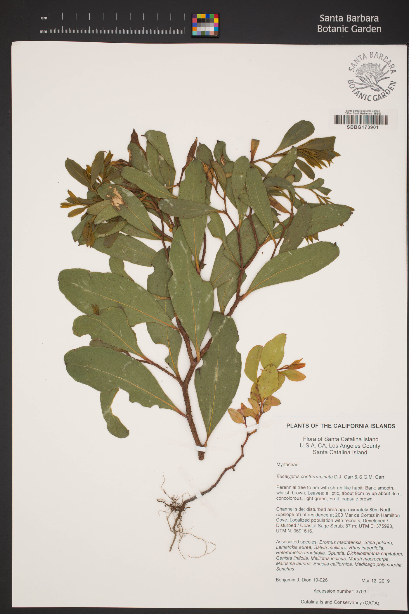 Eucalyptus conferruminata image