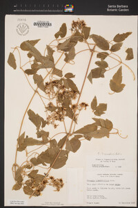 Clematis ligusticifolia image