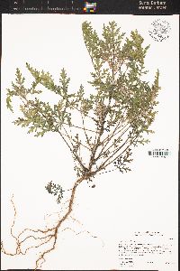 Ambrosia acanthicarpa image