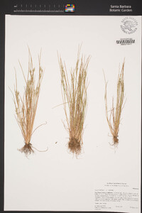 Juncus bufonius image